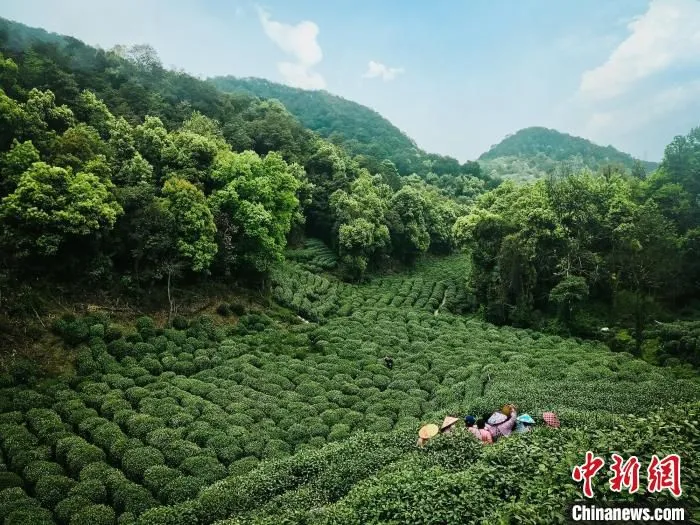 西湖龙井茶产区马儿山。　严格 摄