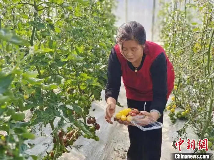 长治市潞州区果园村的果蔬花卉繁育基地，色彩斑斓的仙客来竞相开放，水果黄瓜等果蔬长势喜人。　张迅 摄