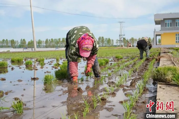 黑河市爱辉区西岗子镇水稻插秧现场 吕品 摄