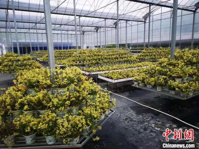 浙江龙泉唯珍堂铁皮石斛文化园 范宇斌 摄
