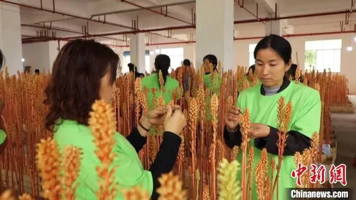 图为务工民众在为天麻人工授粉。　吴永奎 摄