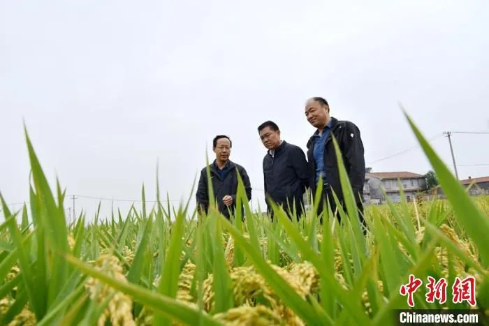 江苏农科院的农业专家在华山镇小史楼村复垦地块查看水稻长势。　朱志庚 摄