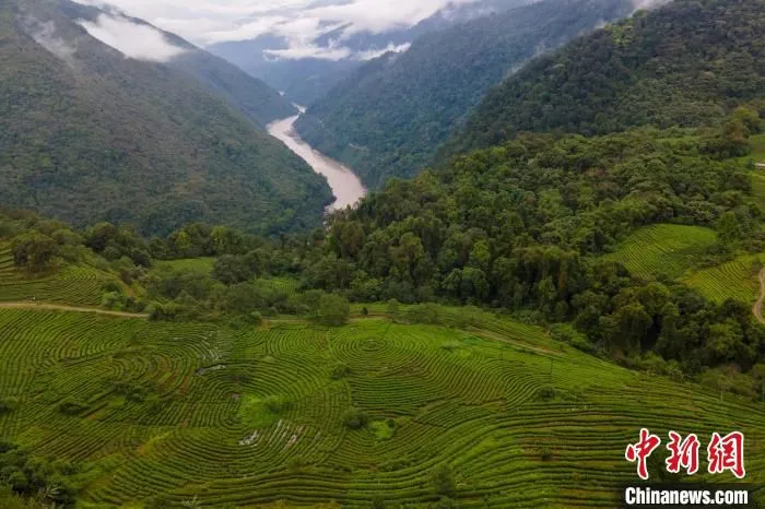 图为航拍背崩乡背崩村檫曲卡茶园，远处为雅鲁藏布江。　江飞波 摄