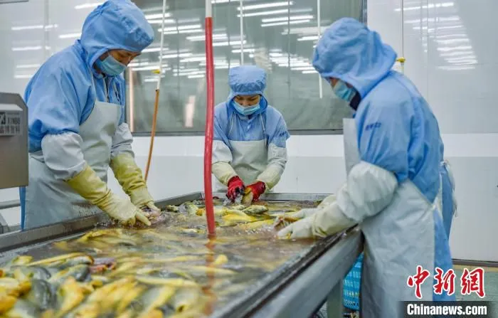 金盛水产员工正在作业。　阮传龙 摄