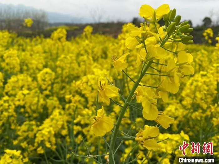 正在盛开的油菜花。　王昊昊 摄