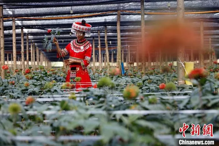 图为文山州的三七种植基地。　李嘉娴 摄