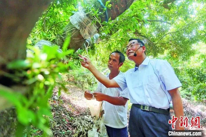 李向林教授(右)向果农讲授种植技术 广州市增城区委宣传部 供图