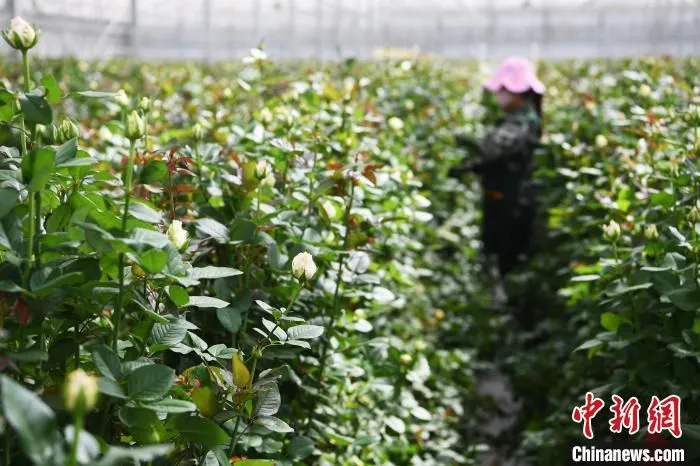 图为农技人员修剪玫瑰花。(资料图) 杨艳敏 摄 图为农技人员修剪玫瑰花。(资料图) 杨艳敏 摄