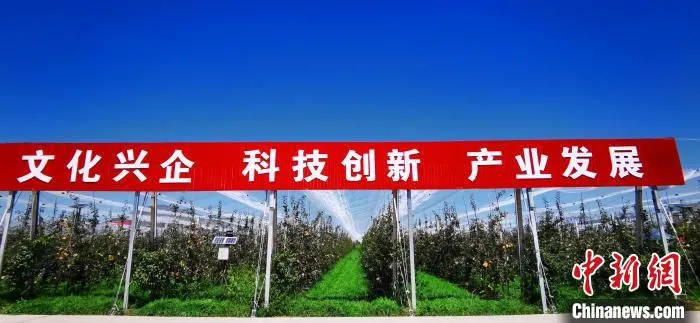 2020年9月，位于平凉市静宁县的甘肃德美现代有机苹果示范园。(资料图) 魏建军 摄