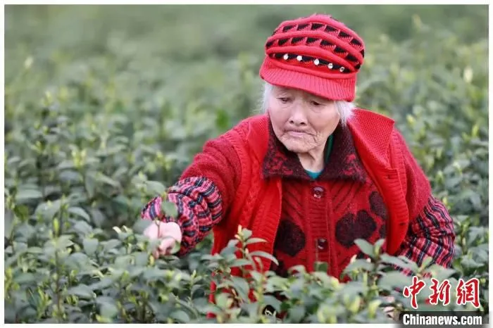 大竹茶农采茶。(资料图) 受访者供图