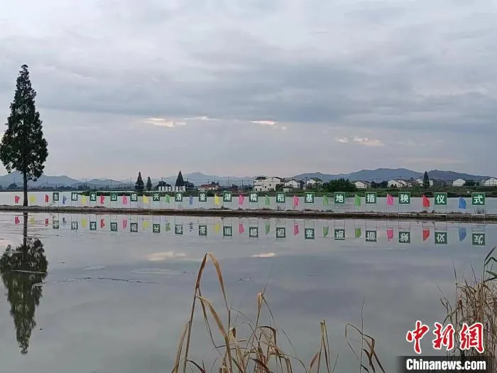 千亩糯稻基地 沈鸿泉 摄