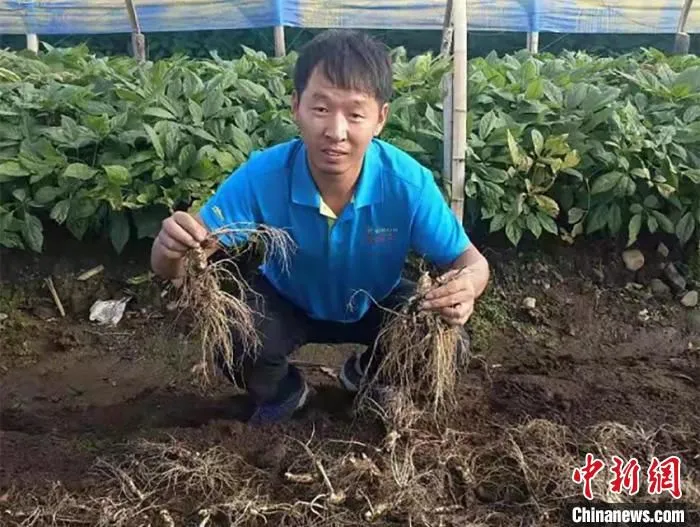 参农正在展示标准化种植下的人参。白山市委宣传部供图