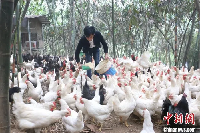 资料图：喂鸡。　林馨 摄