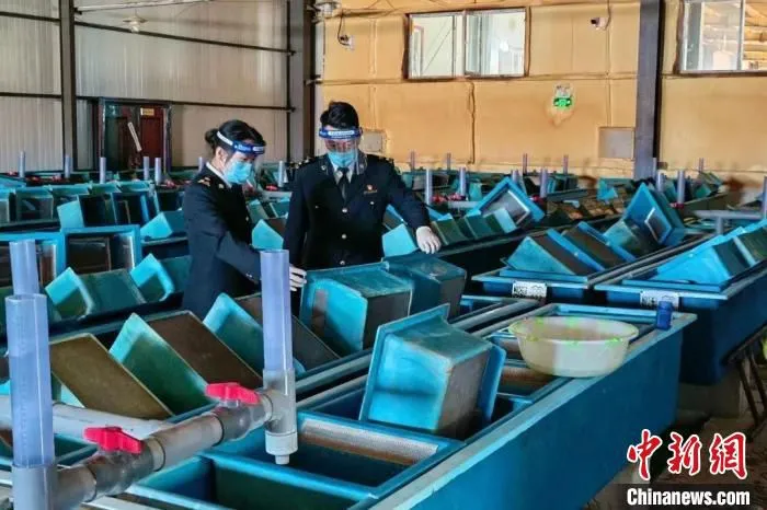 图为西宁海关关员对企业进境水生动物指定隔离场地检疫处理实施监管。　西宁海关 供图
