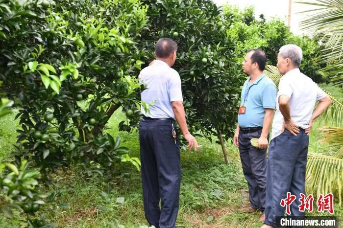 澄迈福橙科学研究所农艺师王兴佳(右二)在福橙种植基地了解果品生长情况。　凌楠 　摄