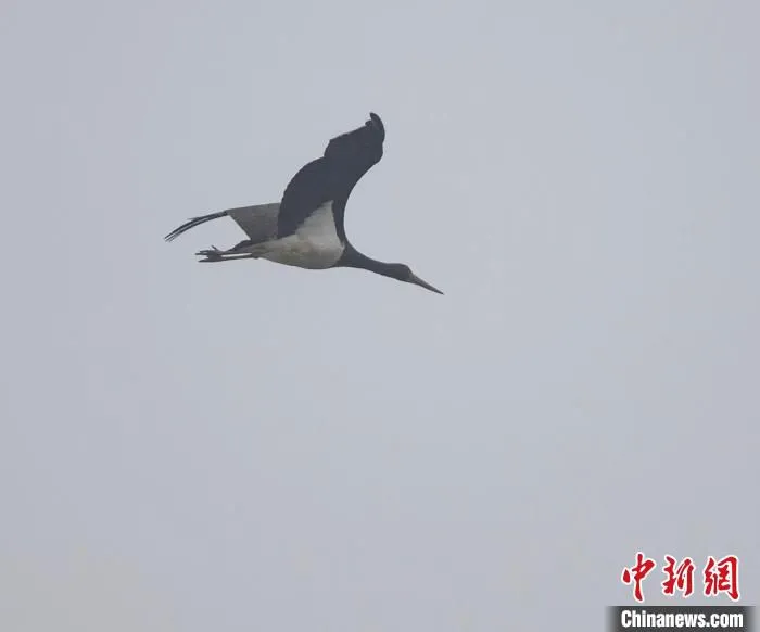 水府庙国家湿地公园首次发现黑鹳。　陈俊杰 摄