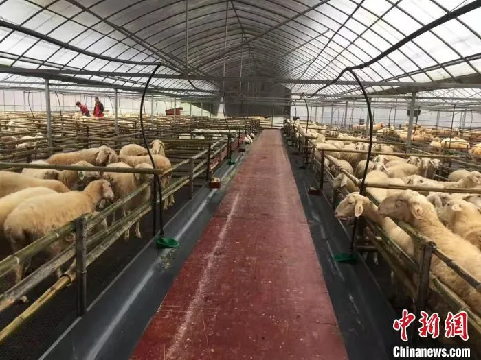 羊舍里的湖羊 朱琳琰 摄