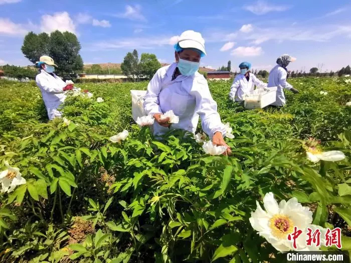图为侯三姐正在采摘牡丹花。　李隽 摄