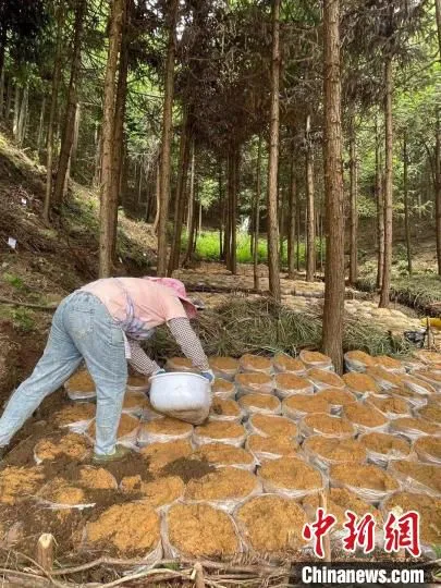 农户正种植天麻。　刘文文 摄