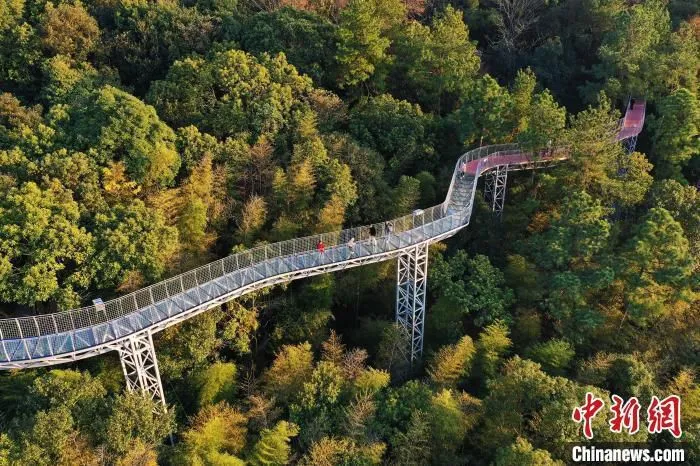 图为12月18日，游客行走在江西省赣州市大余县丫山旅游度假区的森林步道上。　　刘占昆 摄