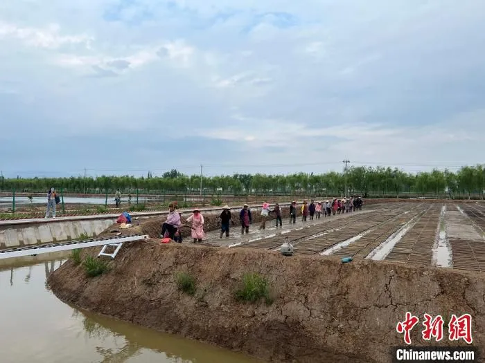 图为农民在插秧。　李一璠 摄