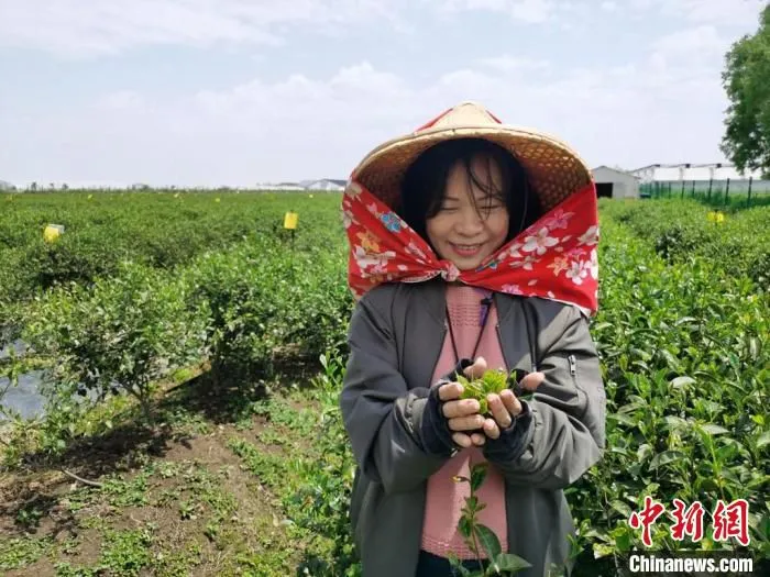 叶素珍看着收获的茶叶，满面笑容。　钟升 摄