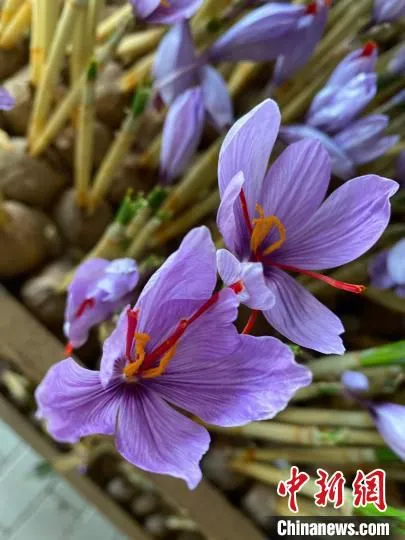 西红花。　钱晨菲 摄