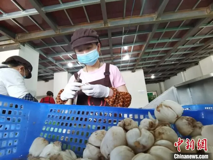 6月29日，兰州市“乡村就业工厂”揭牌。图为七里河区一家百合企业女工在生产线包装。(资料图) 张婧 摄