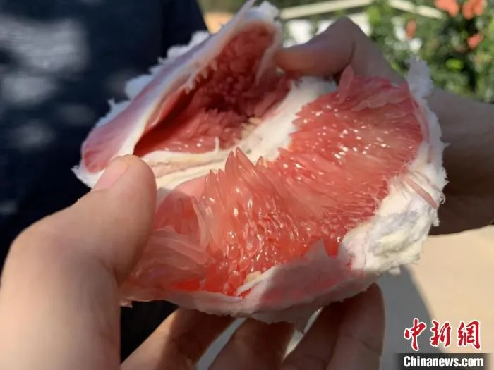梅州柚在全国都很有名。　周志方 摄
