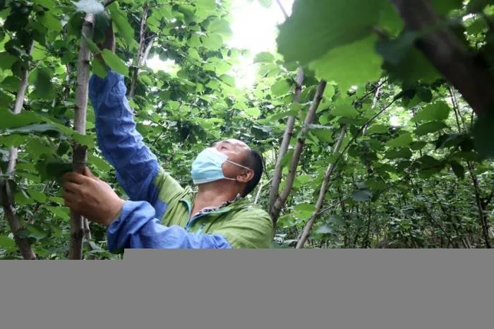 姜志民在修剪榛树 苍雁 摄