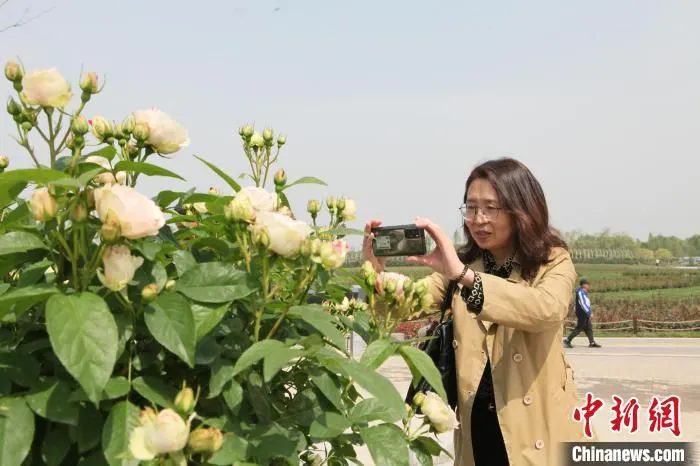 市民欣赏美丽月季花。　余义磊 摄