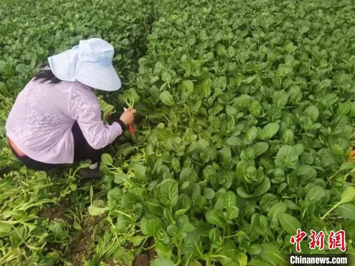 “安疫保”“复工保”解复工复产企业后顾之忧 受访者供图