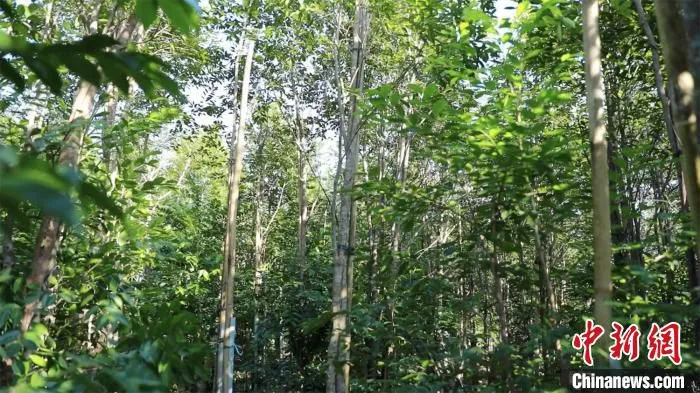 广东茂名电白沉香林 广东省林业局 供图
