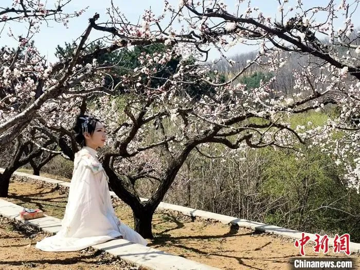 汉服美女杏花林留念。　赵桂华 摄
