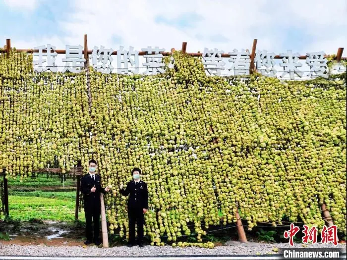 图为涪陵海关工作人员在榨菜种植基地调研。　涪陵海关供图