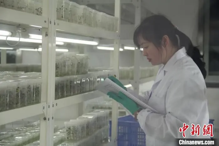 巫溪马铃薯脱毒繁育中心。　袁子寒 摄