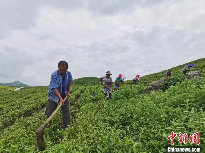 图为茶农正在管护茶园。　周济 摄