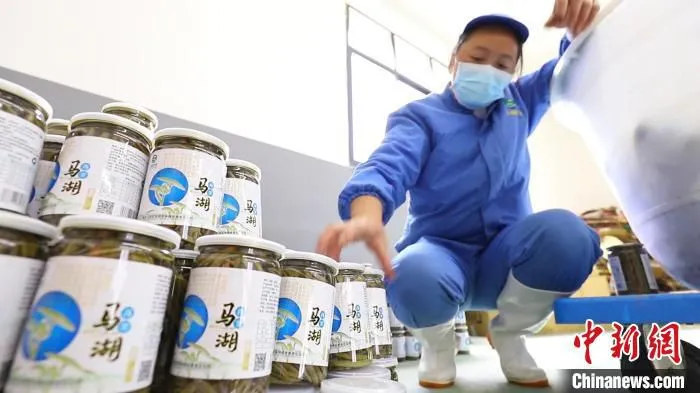 雷波马湖莼菜。　郑丹凤 摄