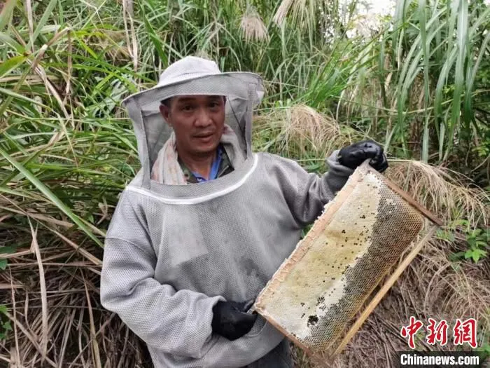 明溪县归蜜蜂业有限公司总经理夏上福在割蜜。　陈国明 摄
