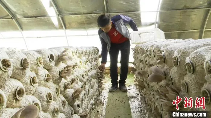 为发展蘑菇种植，社梁乡引进技术团队，由相关专家全程指导产业的发展。　河曲县融媒体中心供图