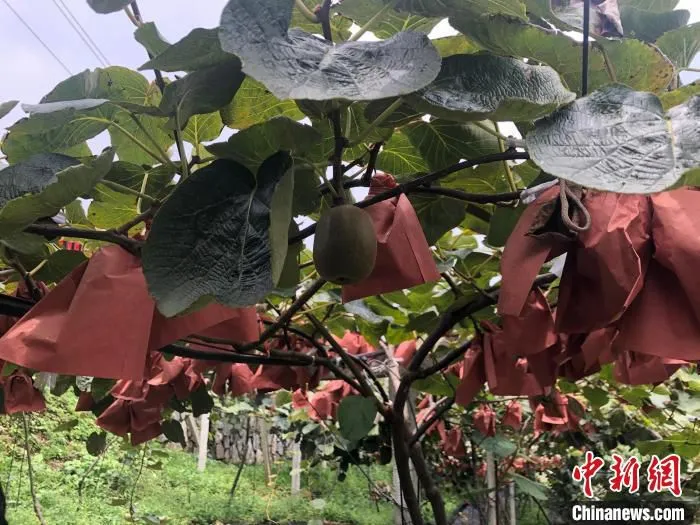 乐业县甘田镇板洪村红心猕猴桃产业园内一景 汪俐辰 摄