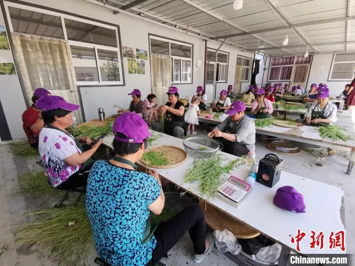 图为黄芪茶生产分拣车间。　杨猛 摄