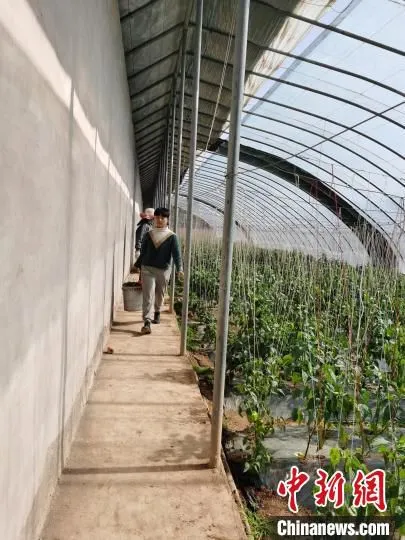 图为水车村的蔬菜种植基地。　王丽华 摄