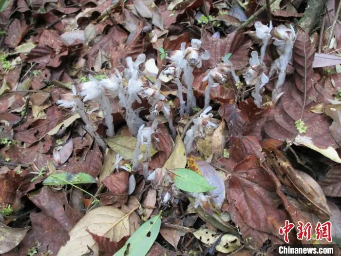乐昌林场的球果假沙晶兰 广东省林业局 供图 乐昌林场的球果假沙晶兰 广东省林业局 供图
