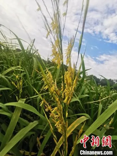 图为开花时的菰。　谢盼盼 摄