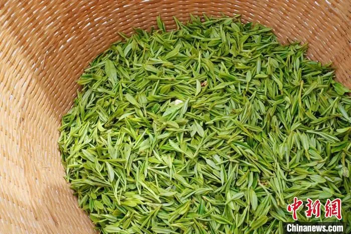 龙井茶青叶。　钱晨菲 摄