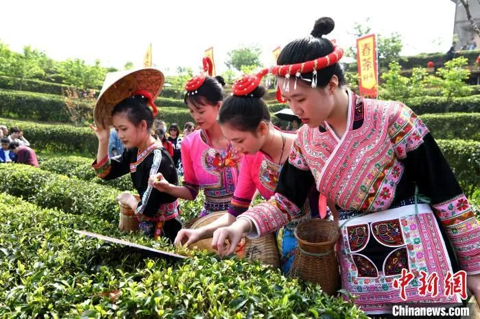 图为采茶女身着畲族凤凰装采茶。　王东明 摄