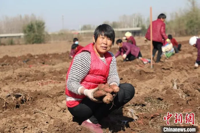 平乡县柴口村股份经济合作社的种植基地里，当地群众在收红薯。　姚友谅 摄