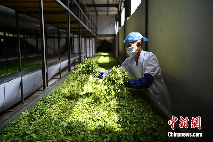 图为6月30日，普洱市一家茶厂的工人正在处理普洱茶鲜叶。 中新社记者 刘冉阳 摄