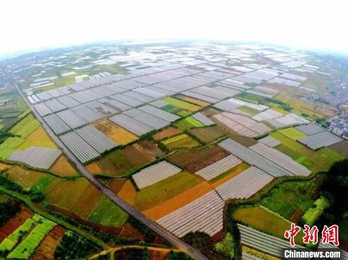 盛世莲花现代农业园区。　汪剑弘 摄